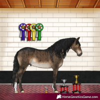 Horse Color:Gray Brown Dun Brindle