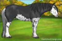Horse Color:Black  and Black Splash 