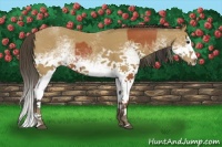 Horse Color:White Spotted Bay Splash  and White Spotted Buckskin Splash 