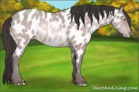 Horse Color:Platinum Sable Champagne Appaloosa 