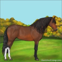 Horse Color:Bay 