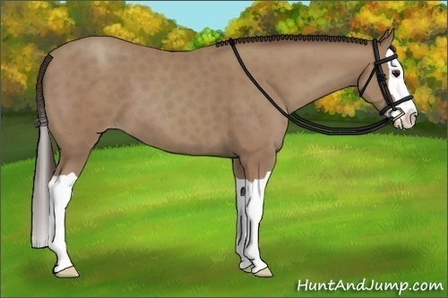 Horse Color:Classic Champagne Splash 
