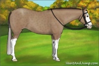 Horse Color:Classic Champagne Splash