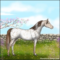 Horse Color:White Spotted Liver Red Dun Pearl Appaloosa Rabicano 