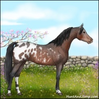Horse Color:Brown Roan Appaloosa 