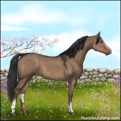 Horse Color:White Spotted Liver Red Dun 
