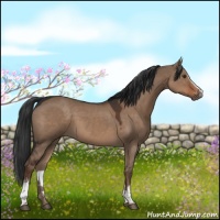 Horse Color:White Spotted Liver Red Dun 