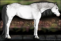 Horse Color:White Spotted Grullo