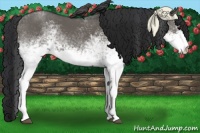 Horse Color:White Spotted Grullo