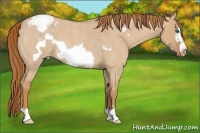 Horse Color:Red Dun Roan Frame Appaloosa 