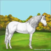 Horse Color:Gray Perlino Tobiano 