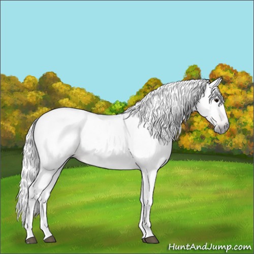 Horse Color:Gray Bay Appaloosa 