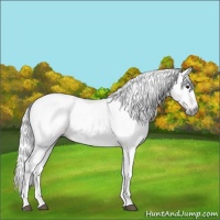 Horse Color:Gray Bay Appaloosa 