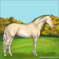 Horse Color:White Spotted Gold Cream Champagne 