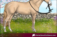 Horse Color:Gold Champagne Sabino