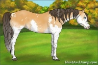 Horse Color:White Spotted Buckskin Splash Tobiano Rabicano