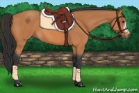 Horse Color:Bay 