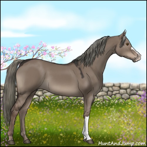 Horse Color:Liver Red Dun 