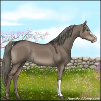 Horse Color:Liver Red Dun