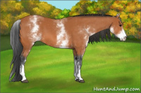 Horse Color:White Spotted Bay 