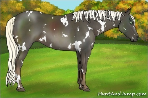 Horse Color:White Spotted Liver Chestnut 