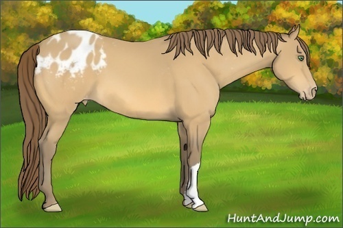 Horse Color:Amber Cream Champagne Appaloosa 