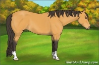 Horse Color:Buckskin