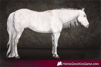 Horse Color:Platinum Bay Pearl Dun Sabino Rabicano and Platinum Silver Bay Dun Sabino Rabicano