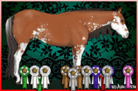 Horse Color:Bay Sabino 