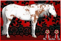 Horse Color:Bay Sabino 