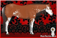 Horse Color:Bay Sabino 