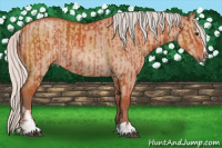 Horse Color:Silver Bay Mushroom Sabino Rabicano and Silver Bay Dun Mushroom Sabino Rabicano
