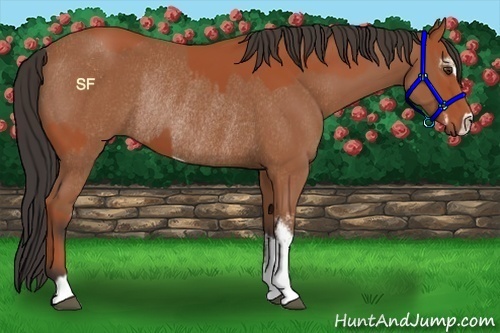 Horse Color:Bay Sabino Rabicano  and Bay Sabino Rabicano 