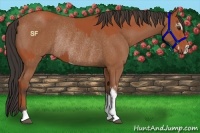 Horse Color:Bay Sabino Rabicano  and Bay Sabino Rabicano 