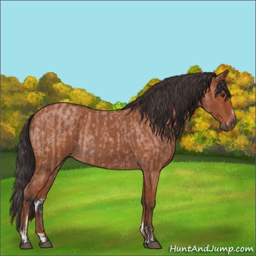 Horse Color:Bay Roan Sabino Rabicano and Bay Roan Sabino Rabicano