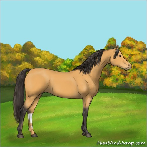 Horse Color:Buckskin 