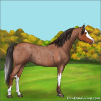 Horse Color:Bay Roan Sabino Rabicano  and Bay Roan Sabino Splash Rabicano 