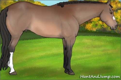 Horse Color:Bay 