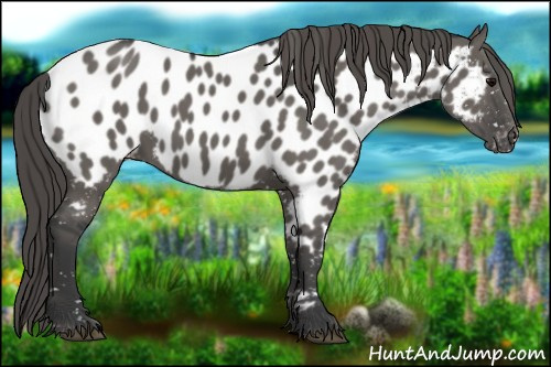 Horse Color:Grullo Near Leopard