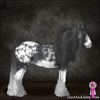 Horse Color:White Spotted Blue Roan Splash Frame Appaloosa 