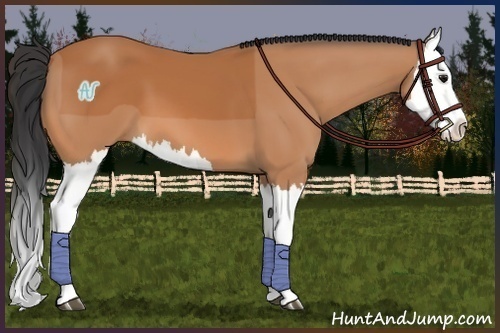 Horse Color:Bay Splash 