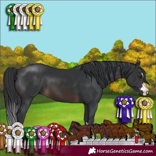 Horse Color:Brown