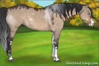 Horse Color:Brown Dun Sabino