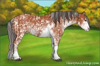 Horse Color:Bay Sabino Rabicano  and Bay Sabino Rabicano 