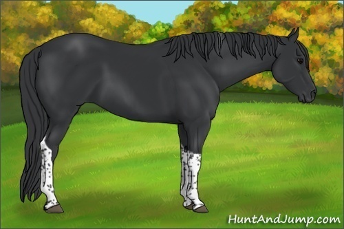 Horse Color:Black Tobiano 