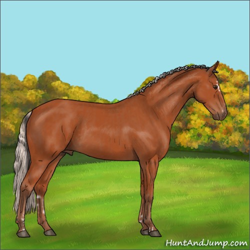 Horse Color:Bay Sabino Rabicano  and Silver Bay Sabino Rabicano 