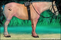 Horse Color:Gold Champagne