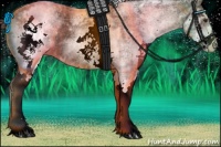 Horse Color:White Spotted Liver Chestnut 