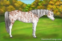 Horse Color:Bay Sabino Appaloosa Rabicano  and Bay Sabino Splash Appaloosa Rabicano 