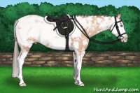 Horse Color:Amber Champagne Sabino 